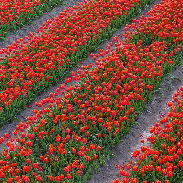 Sostenibilità: da obbligo a  vantaggio competitivo