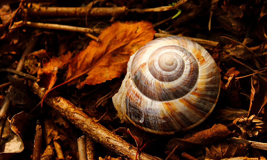 La clausola statutaria che sblocca lo stallo decisionale